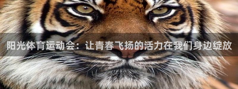 k球体育直播：阳光体育运动会：让青春飞扬的活力在我们身边绽放